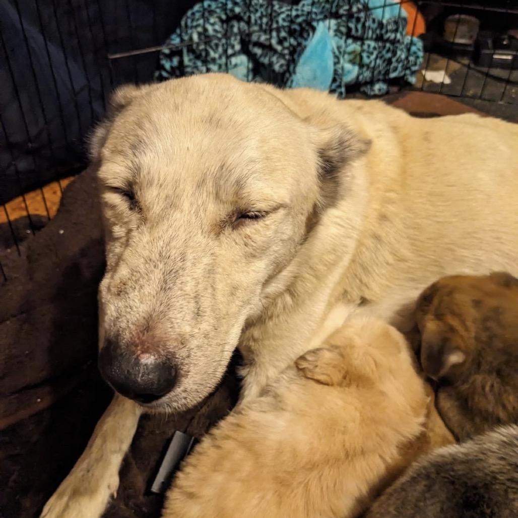 Mitzy, Adoptable, Puppy Female Mixed Breed.