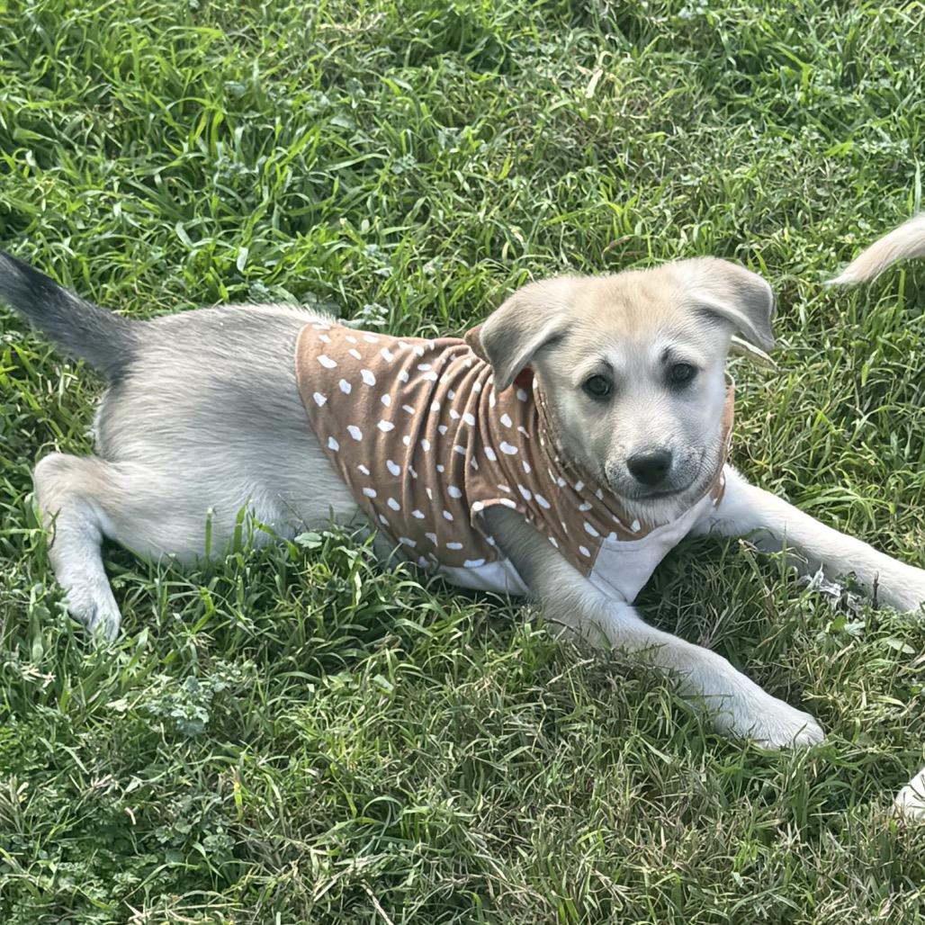 Enlarge Mitzy, a Adoptable Mixed Breed in Tacoma, WA image 2/2