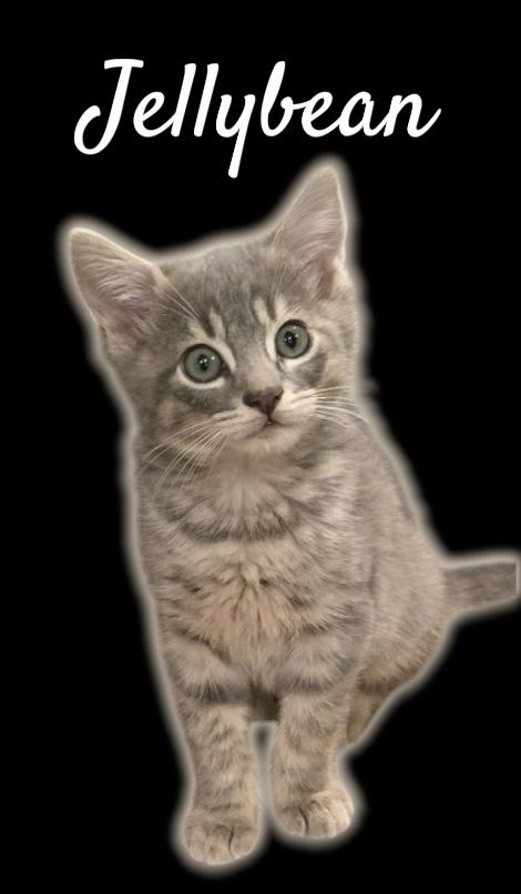 Enlarge Jellybean, a ADOPTABLE Domestic Short Hair in Auburn, CA image 1/1