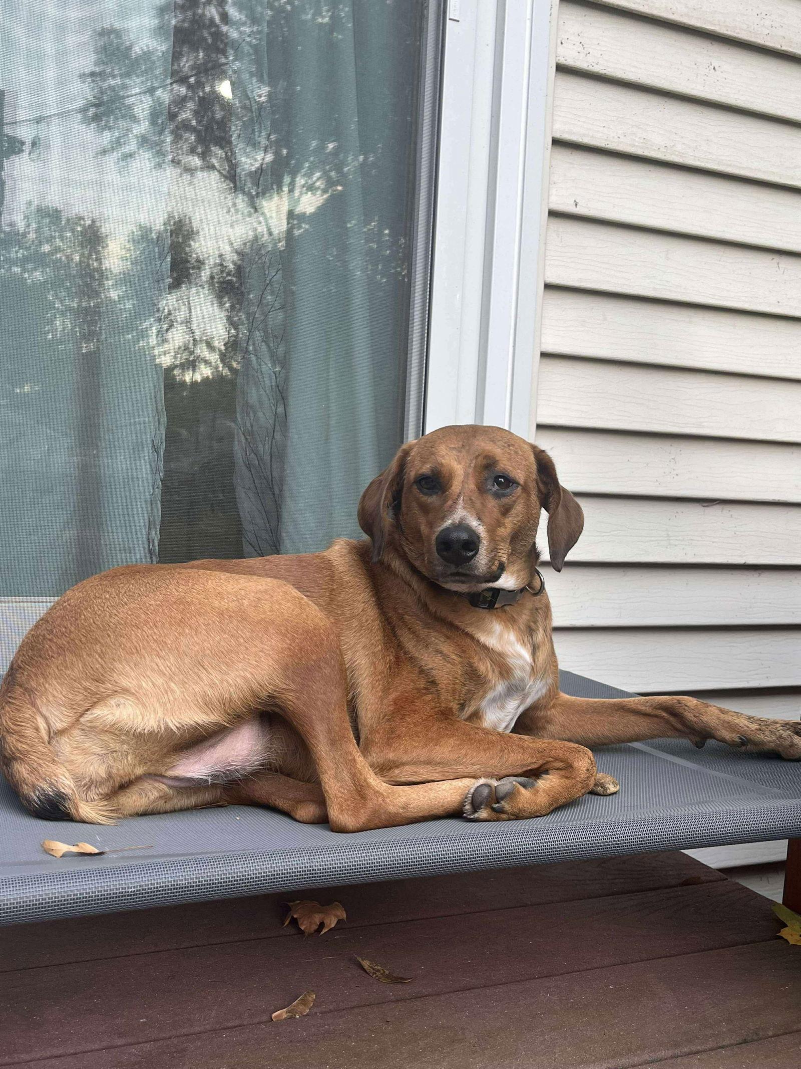 Barbie, Adoptable, Young Female Redbone Coonhound.