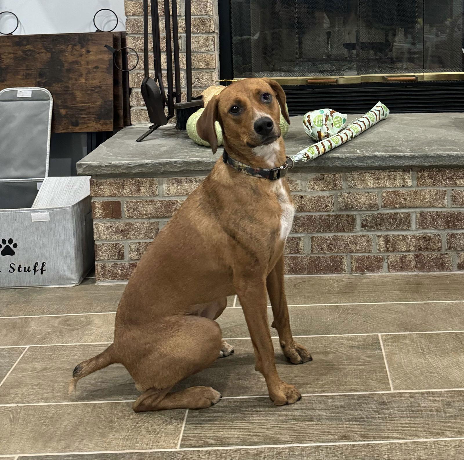 Barbie, a Adoptable Redbone Coonhound in Westwood, NJ image 3/3