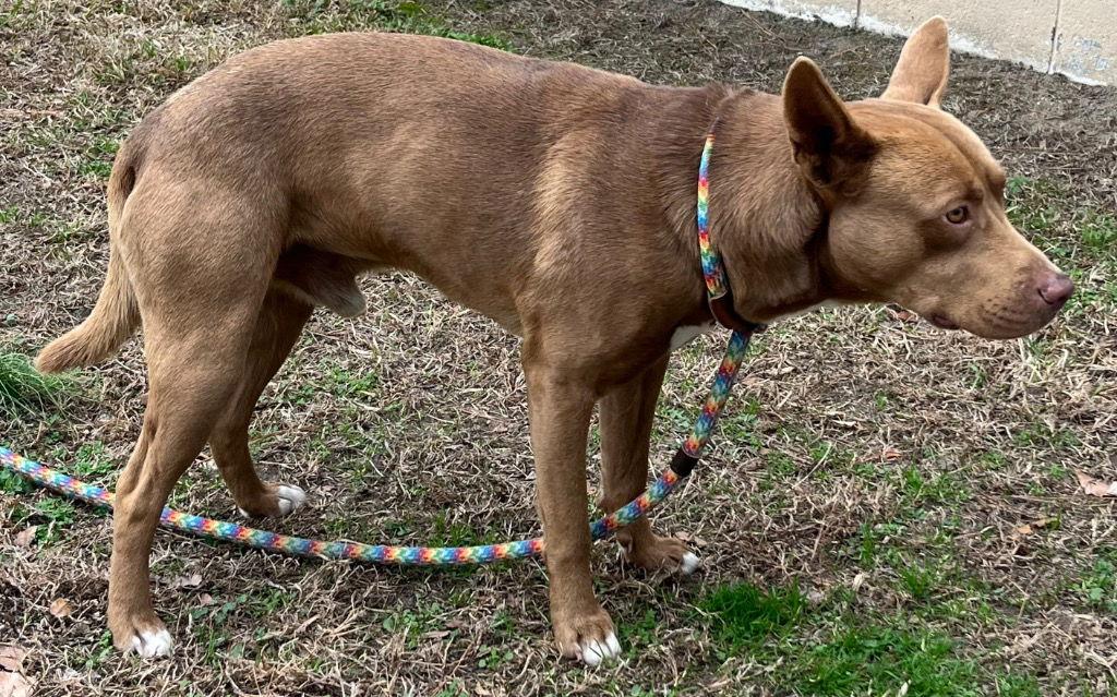 26-10 Beignet, Adoptable, Young Male Pit Bull Terrier.