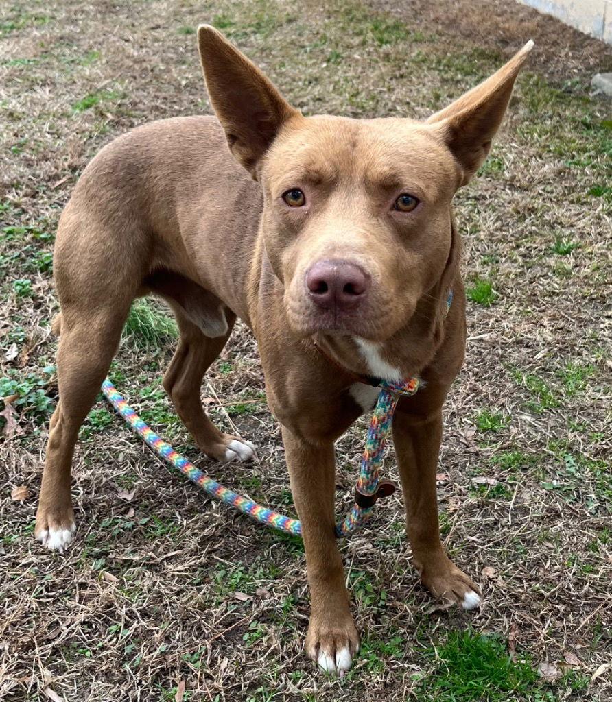 Enlarge 26-10 Beignet, a Adoptable Pit Bull Terrier in Tarboro, NC image 2/3