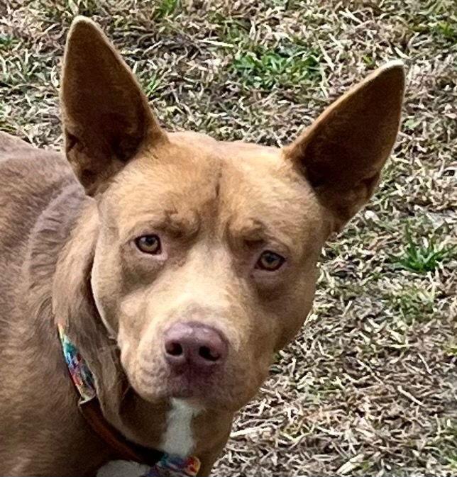 Enlarge 26-10 Beignet, a Adoptable Pit Bull Terrier in Tarboro, NC image 3/3
