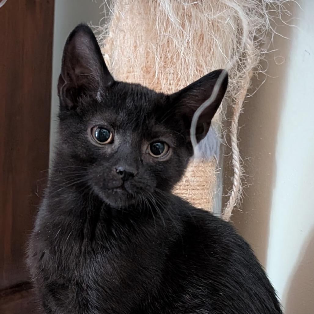 Edgar, Adoptable, Kitten Male Domestic Short Hair.