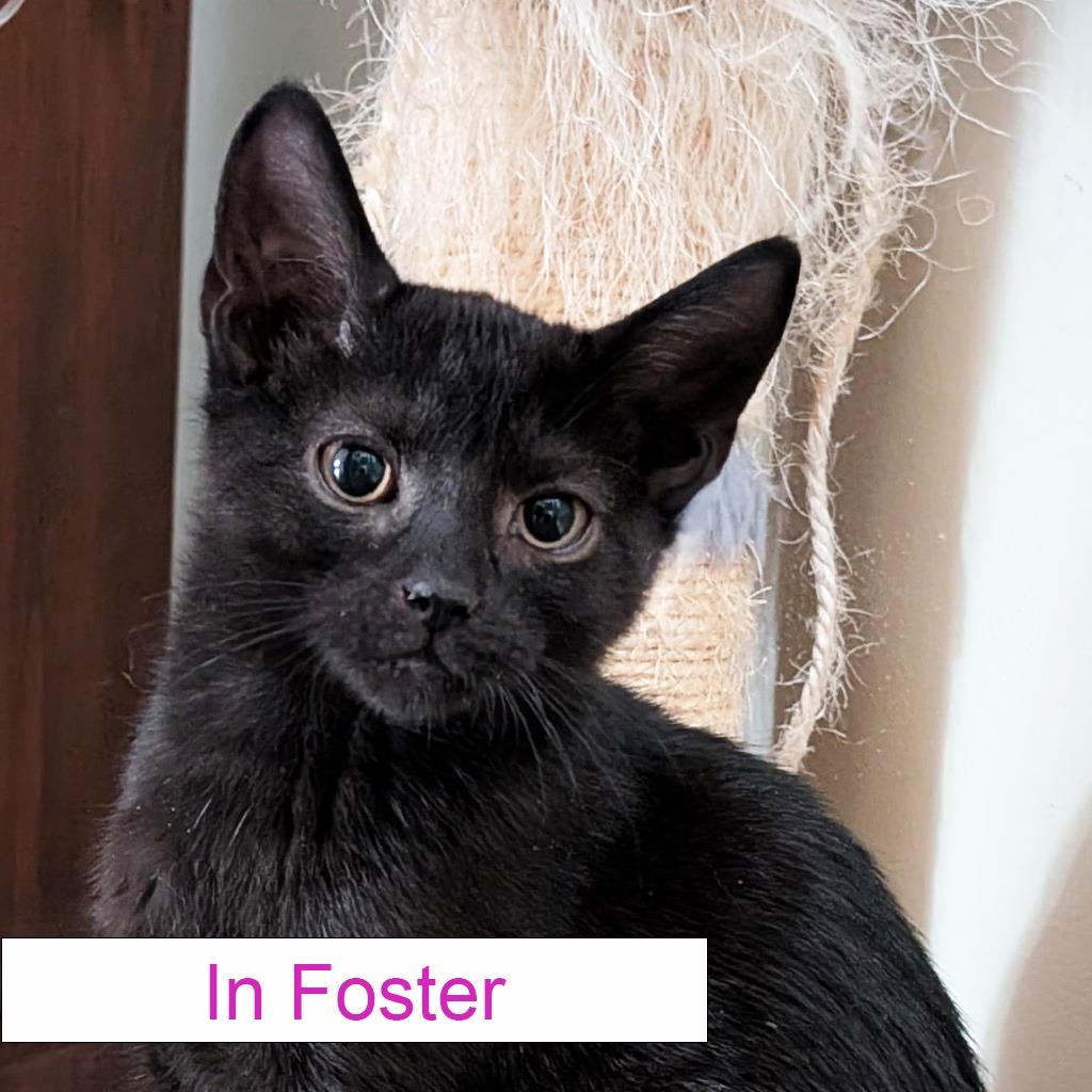 Edgar, a Adoptable Domestic Short Hair in Chapel Hill, NC image 2/2