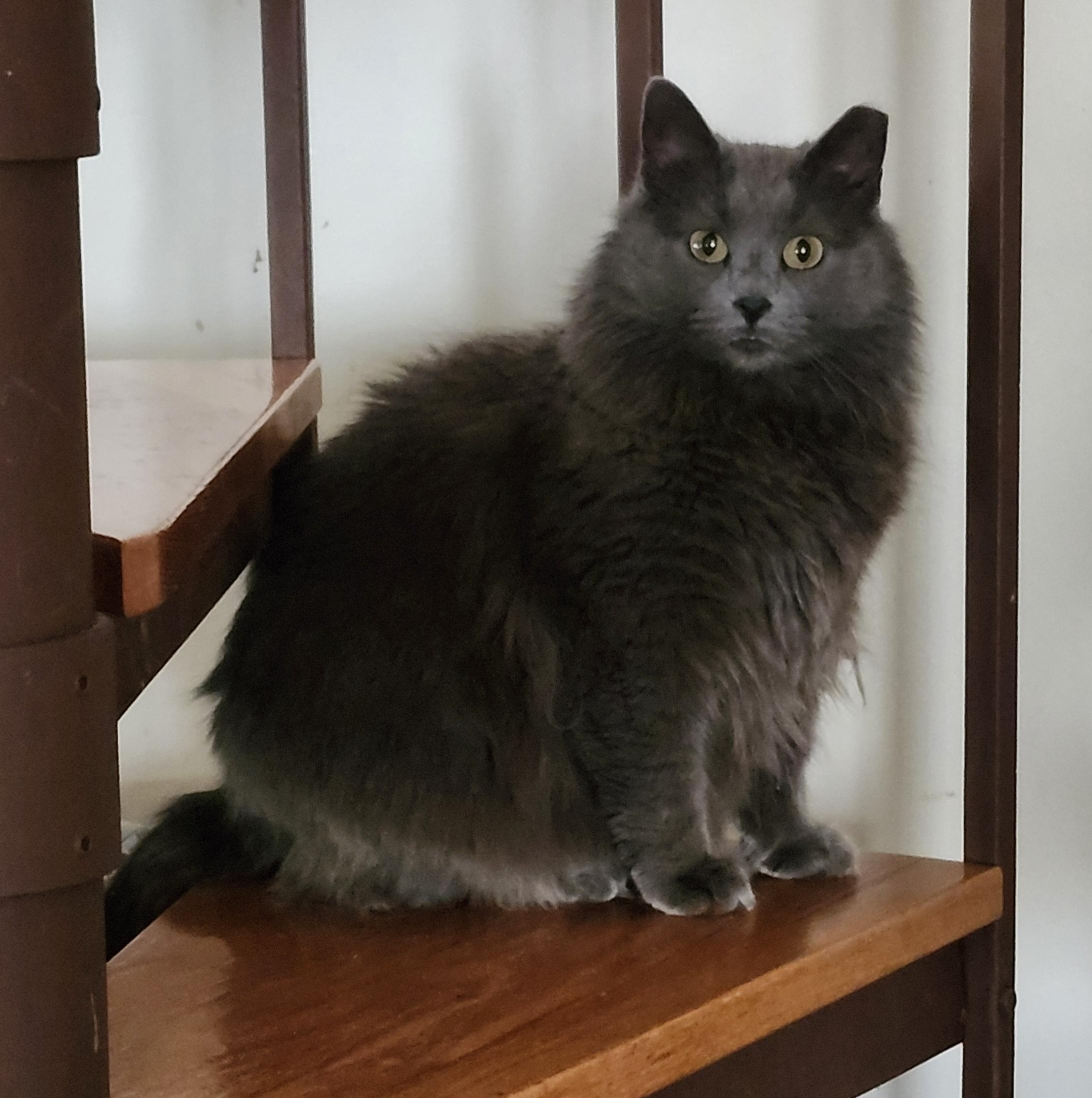 Enlarge 'ARIA', an adopted mixed breed in North East, MD image 1/4