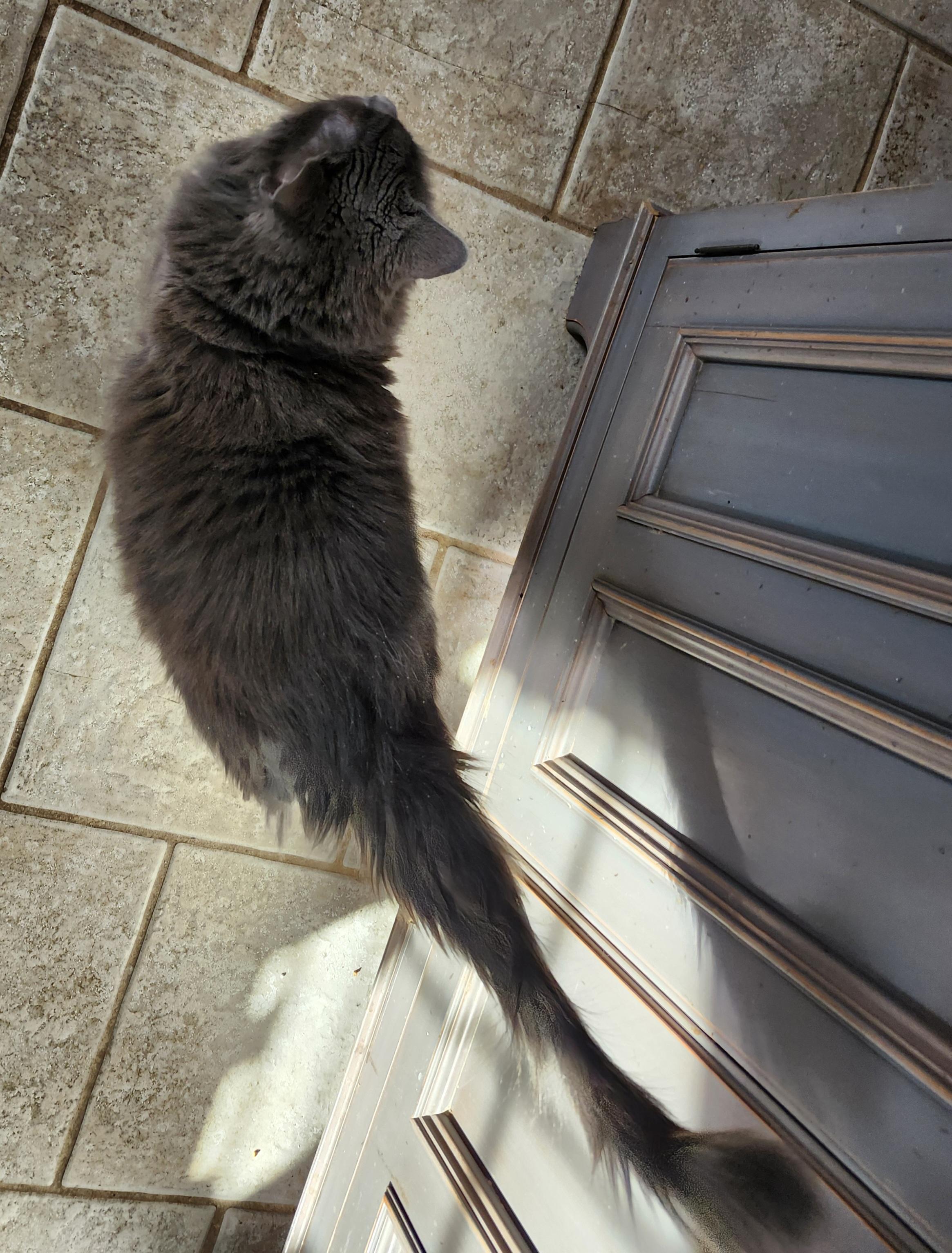 Enlarge 'ARIA', an adopted mixed breed in North East, MD image 4/4