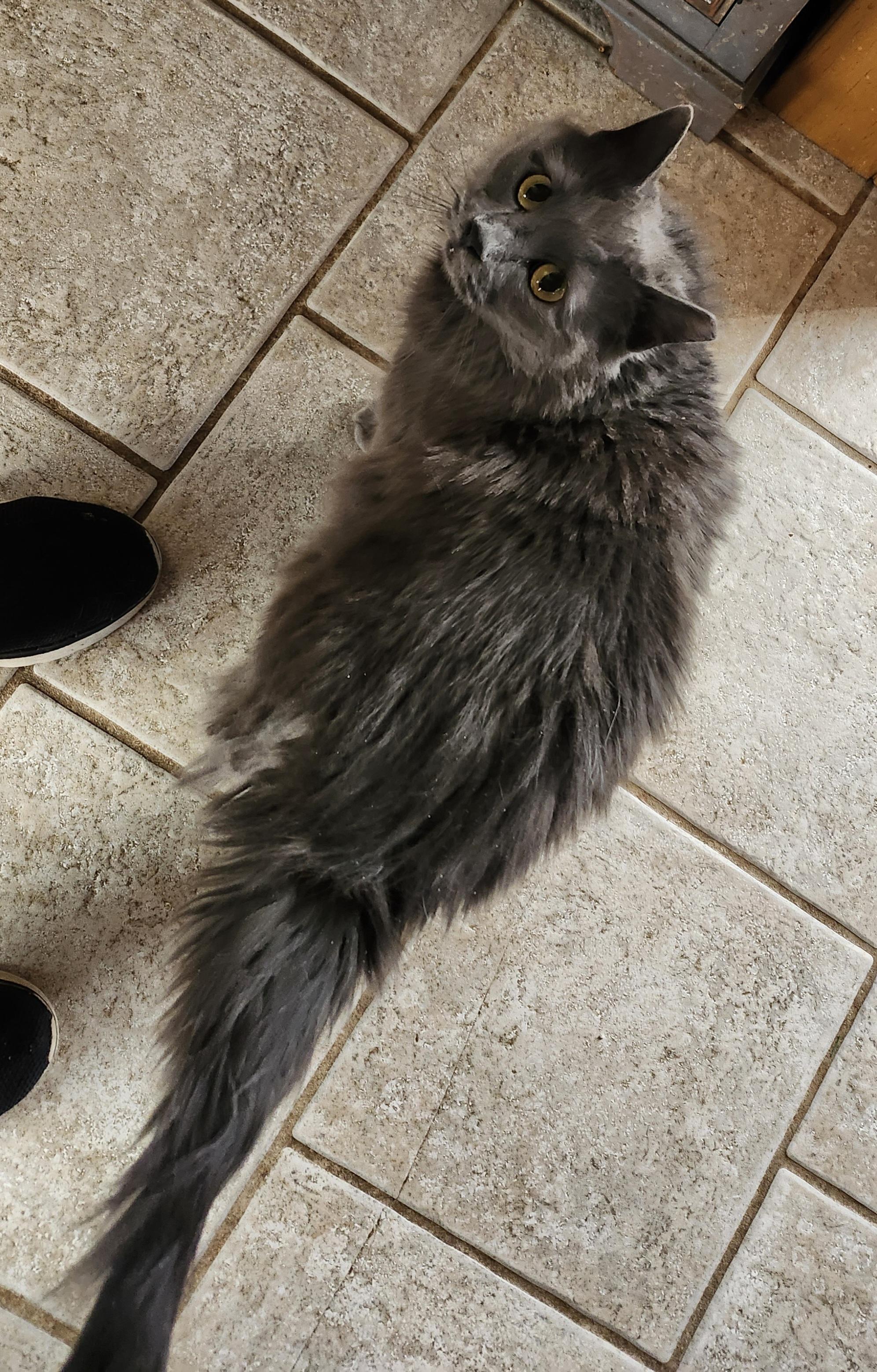 Enlarge 'ARIA', an adopted mixed breed in North East, MD image 2/4