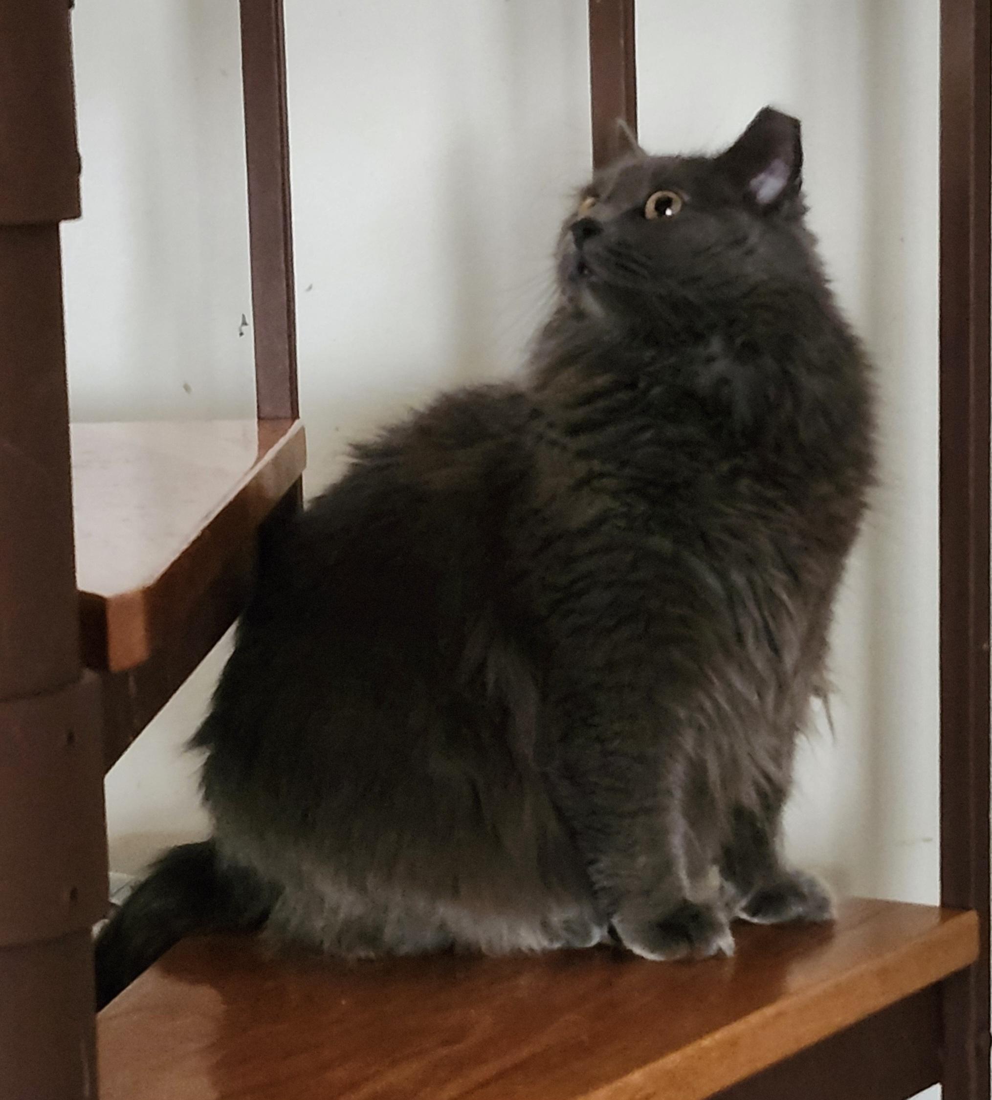 Enlarge 'ARIA', an adopted mixed breed in North East, MD image 3/4