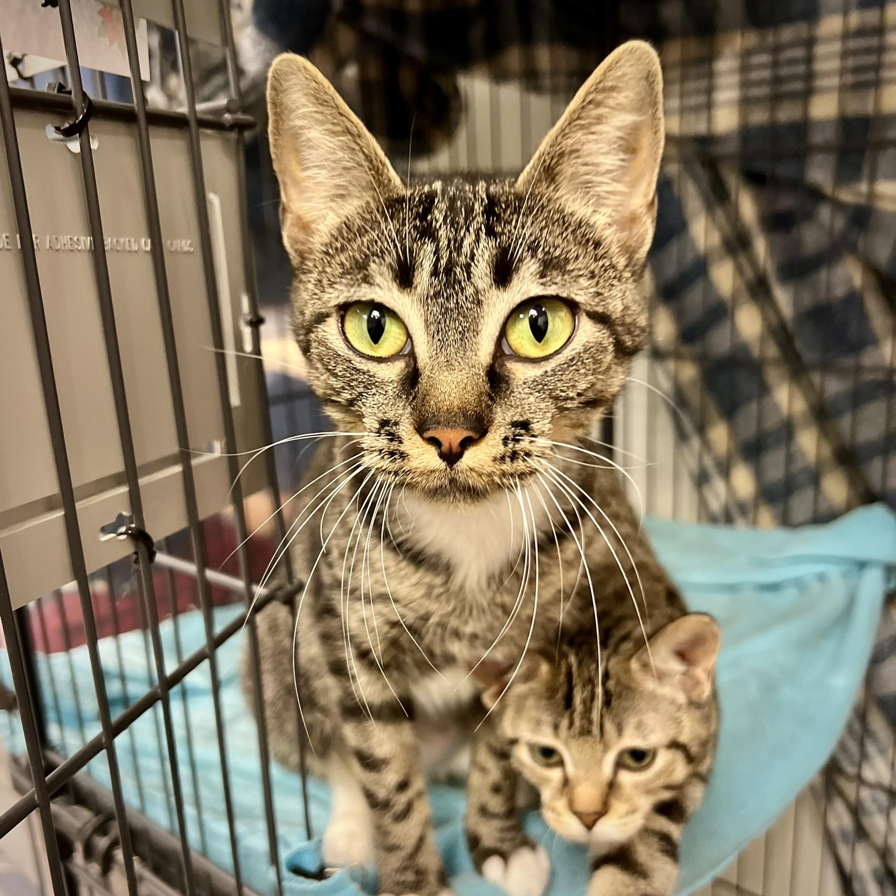 Enlarge Elvira, an adopted mixed breed in Overland Park, KS image 1/1