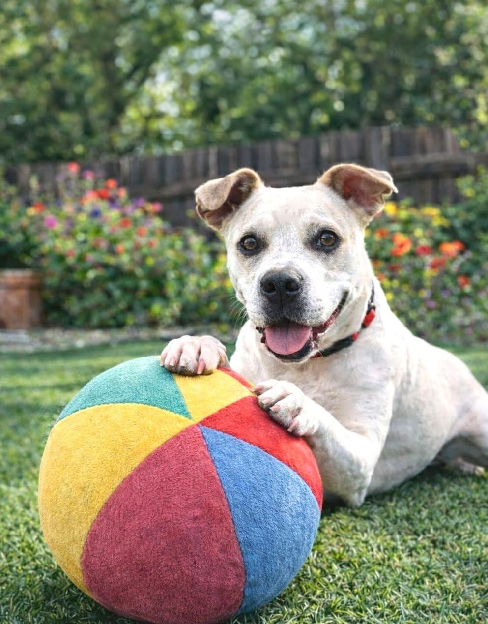 Cookie, Adoptable, Senior Female Terrier & American Bulldog.