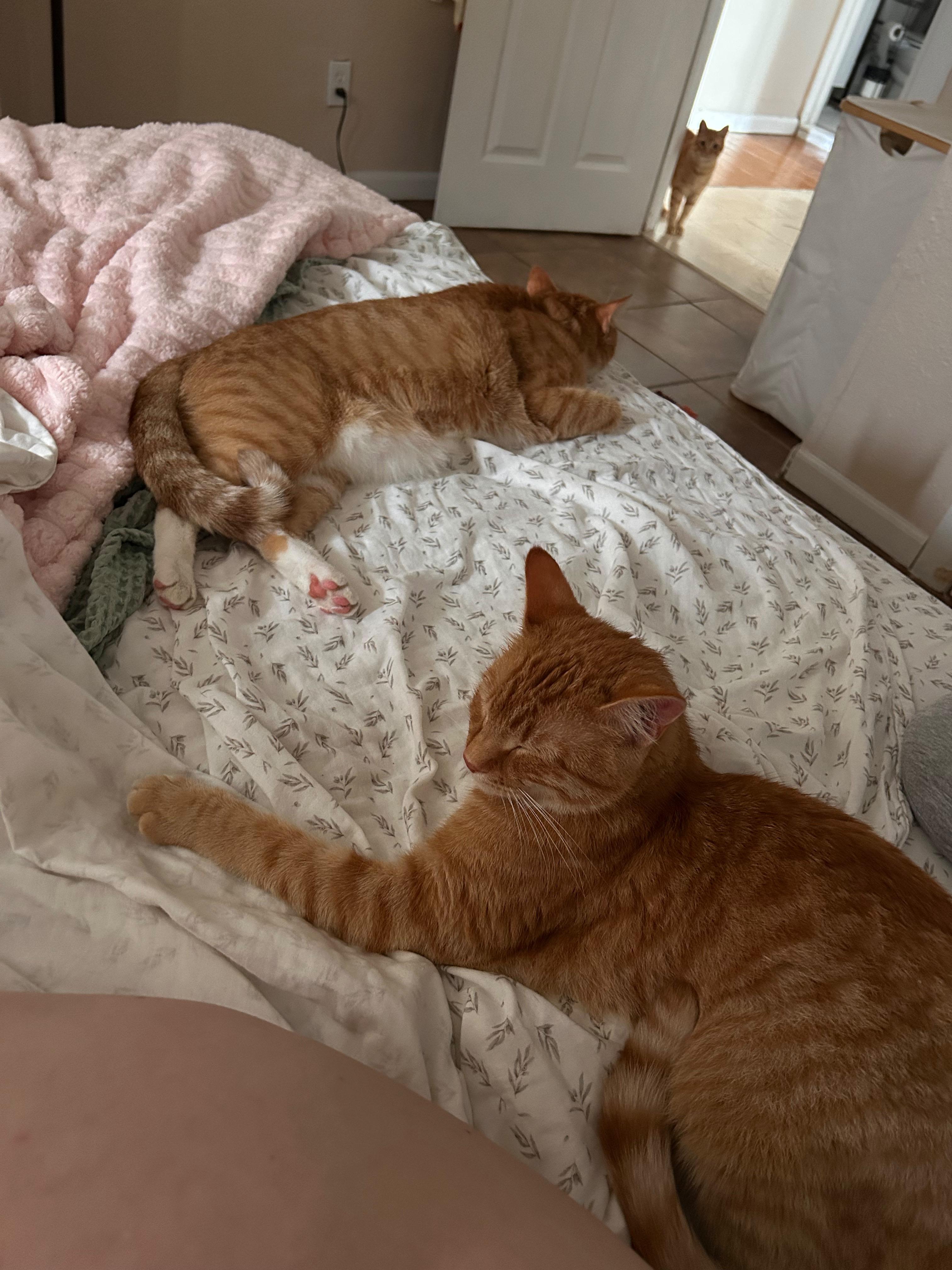 Lemon and Tangerine, an adopted Domestic Short Hair in Brooklyn, NY image 5/5
