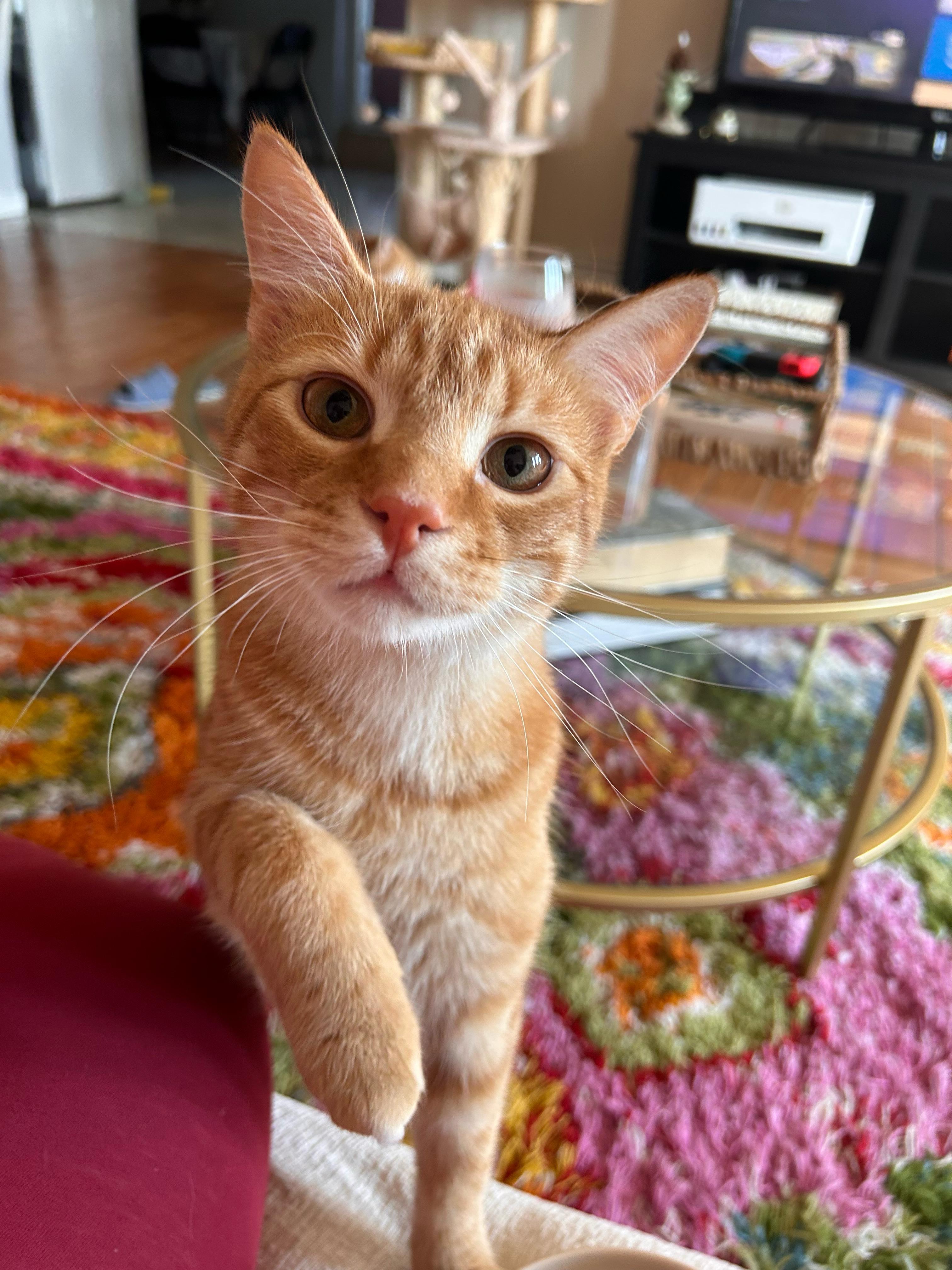 Lemon and Tangerine, an adopted Domestic Short Hair in Brooklyn, NY image 4/5