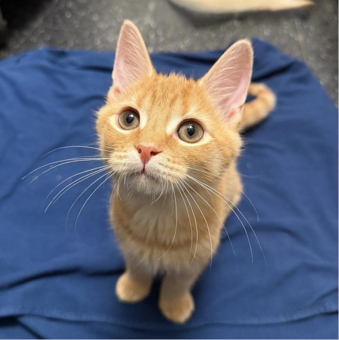 Lemon and Tangerine, an adopted Domestic Short Hair in Brooklyn, NY image 3/5