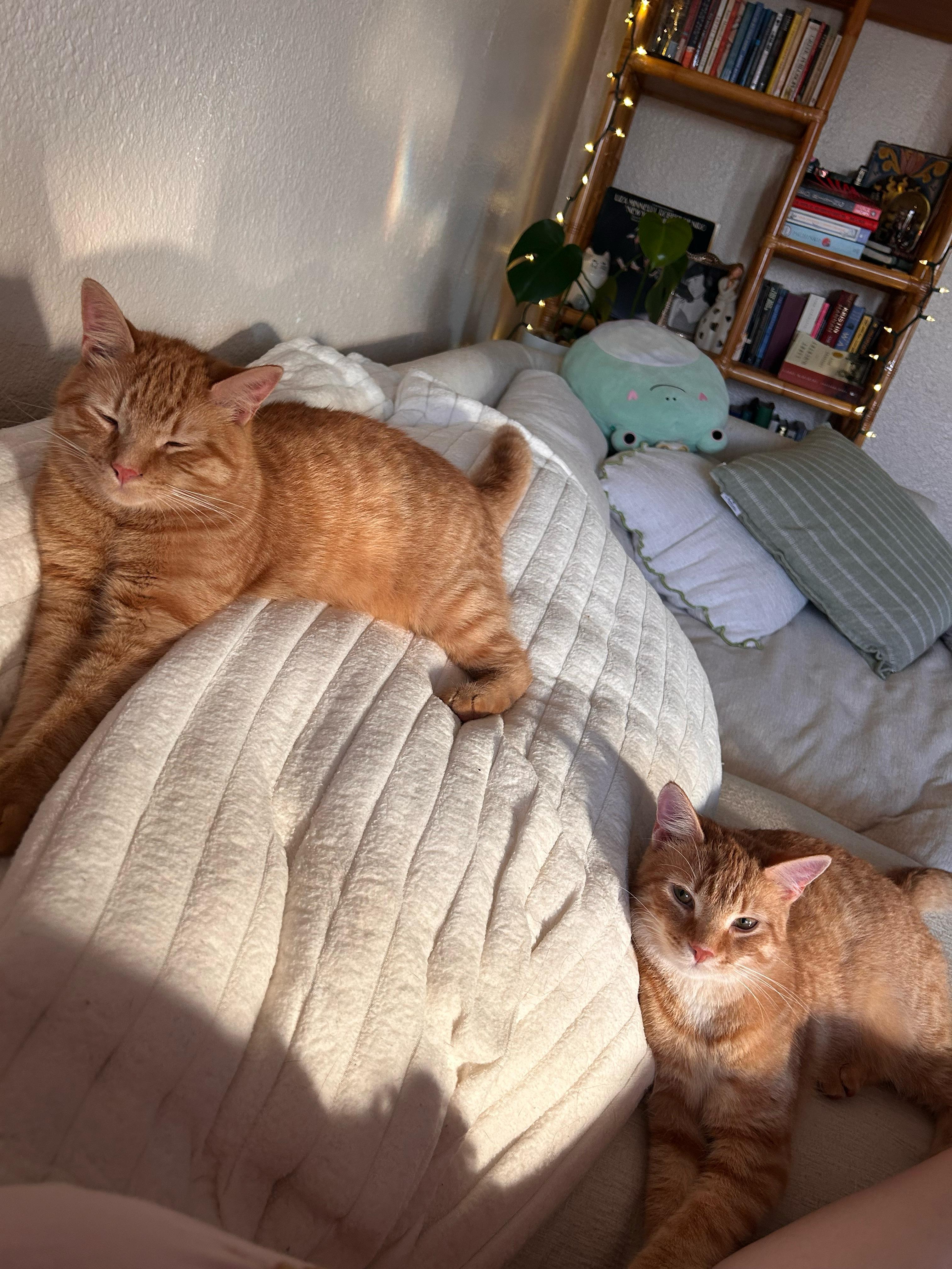Lemon and Tangerine, adopted, Adult Male Domestic Short Hair.