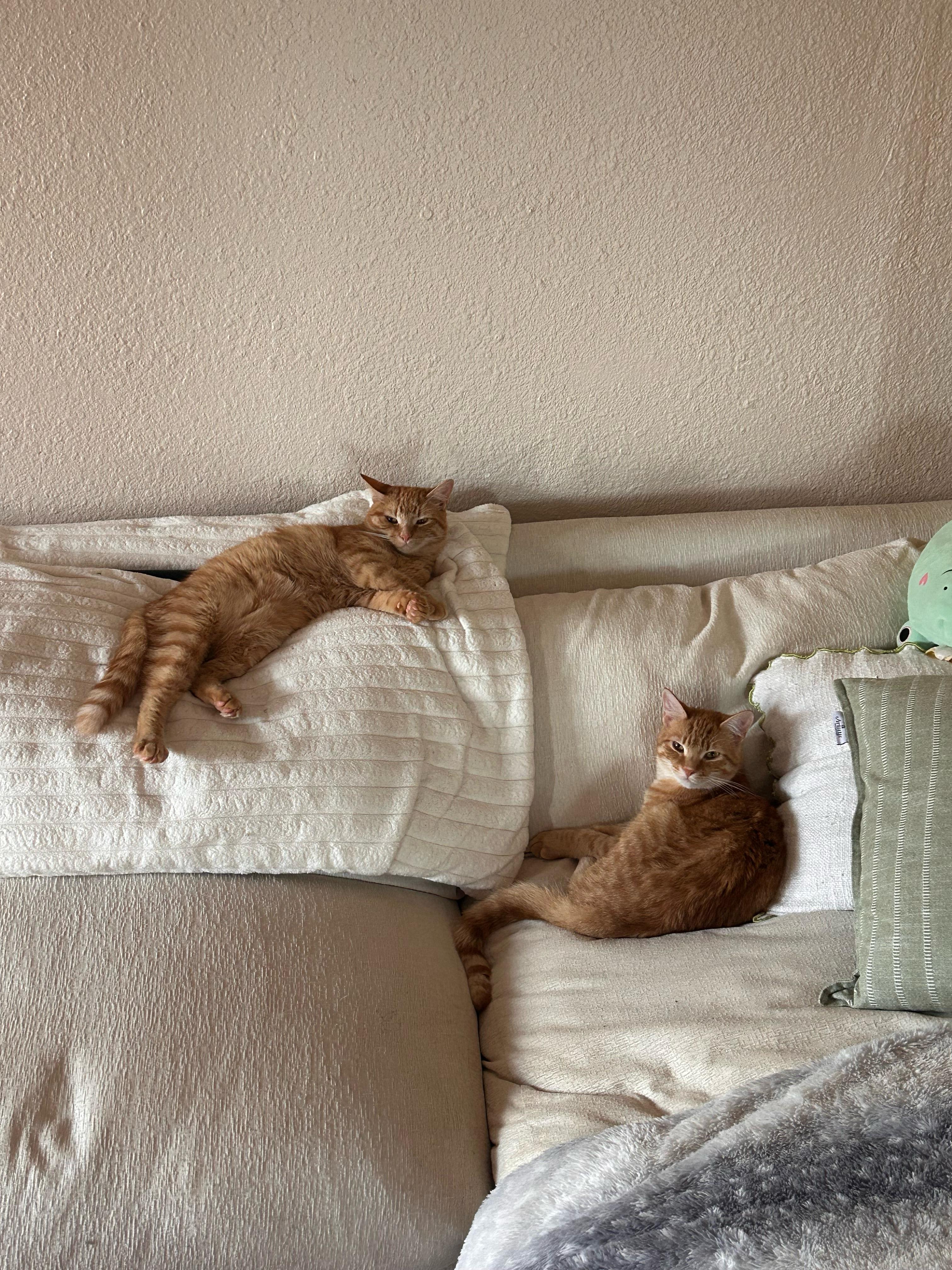 Lemon and Tangerine, an adopted Domestic Short Hair in Brooklyn, NY image 2/5