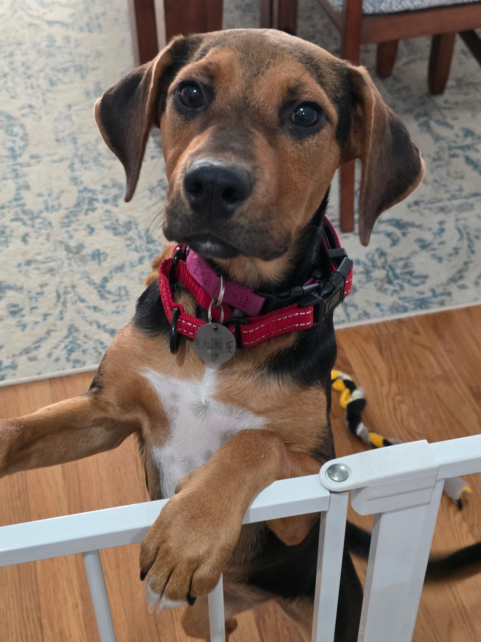 DANIELA, a ADOPTABLE mixed breed in Fuquay Varina, NC image 1/6