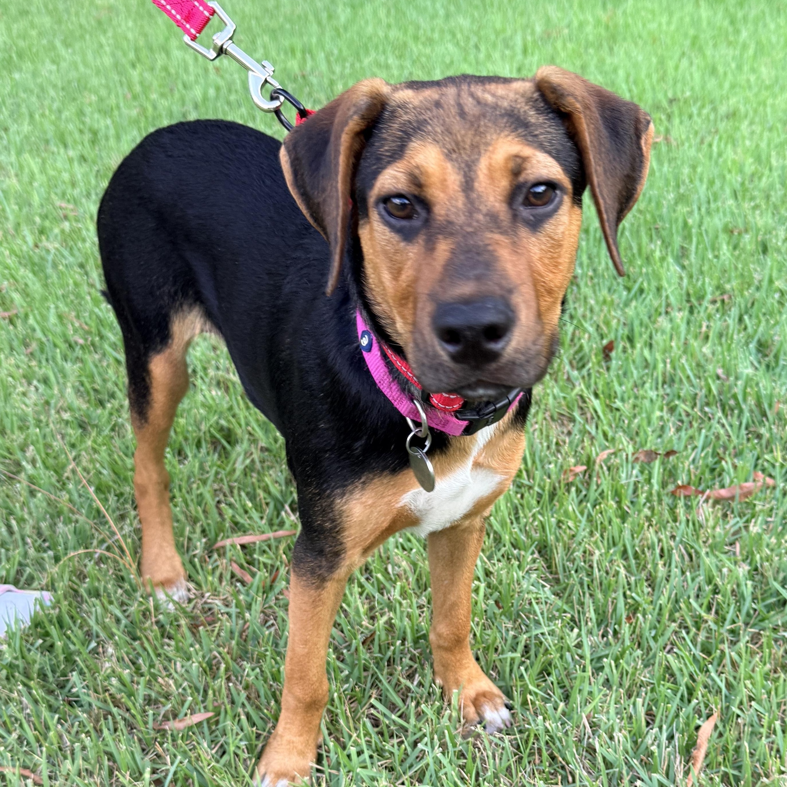 DANIELA, a ADOPTABLE mixed breed in Fuquay Varina, NC image 3/6