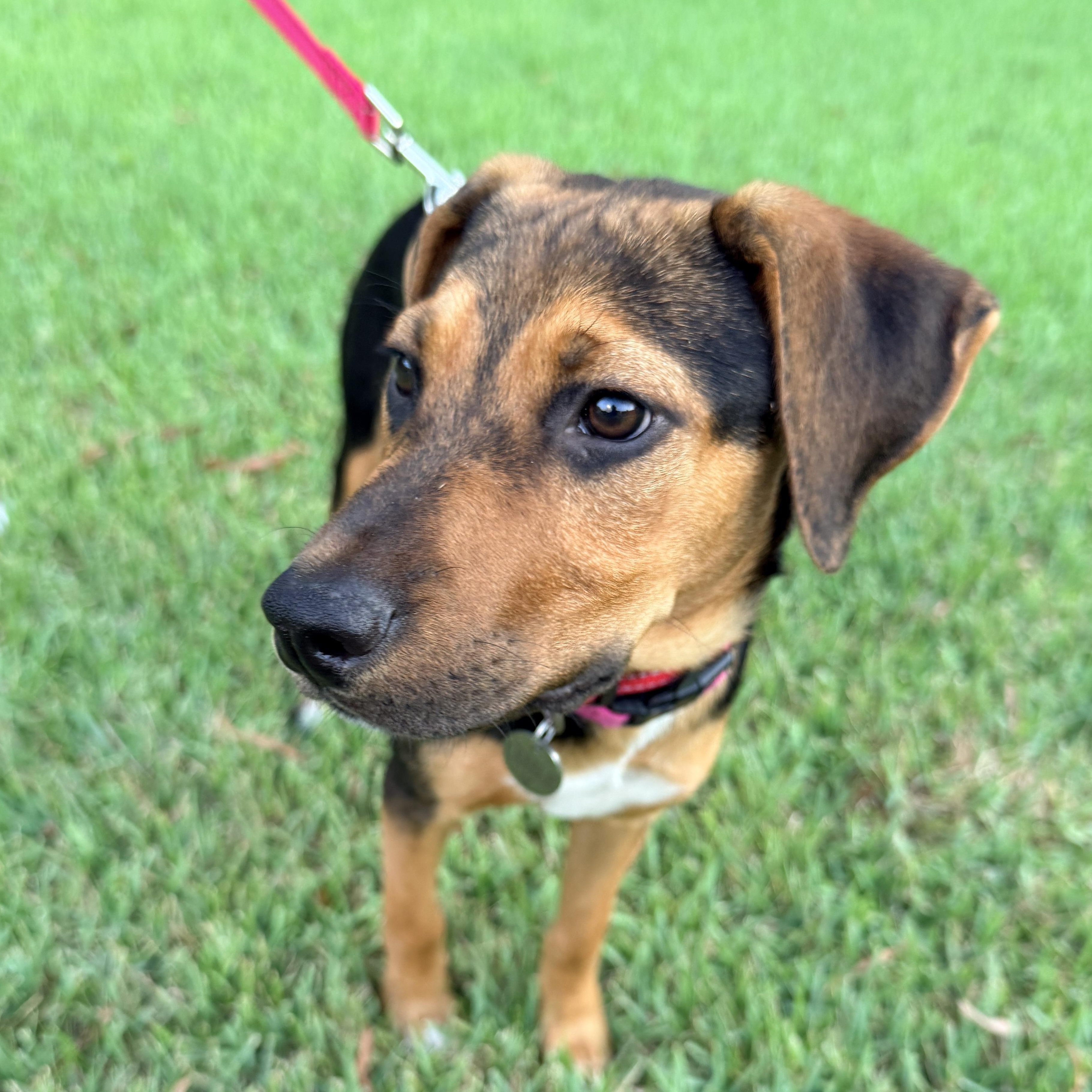 DANIELA, a ADOPTABLE mixed breed in Fuquay Varina, NC image 4/6
