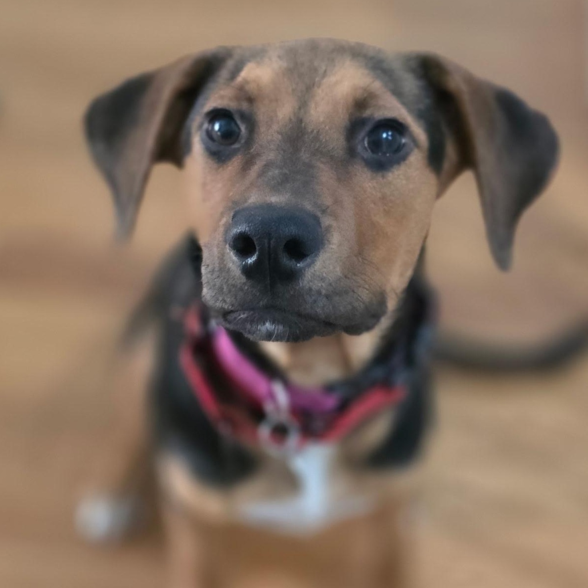 DANIELA, a ADOPTABLE mixed breed in Fuquay Varina, NC image 2/6