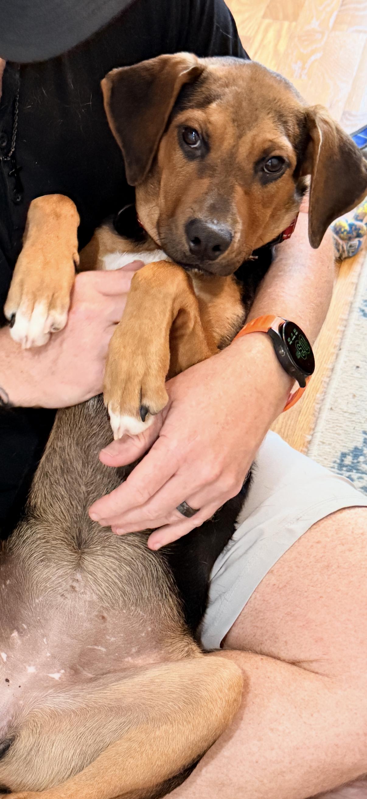 DANIELA, a ADOPTABLE mixed breed in Fuquay Varina, NC image 6/6