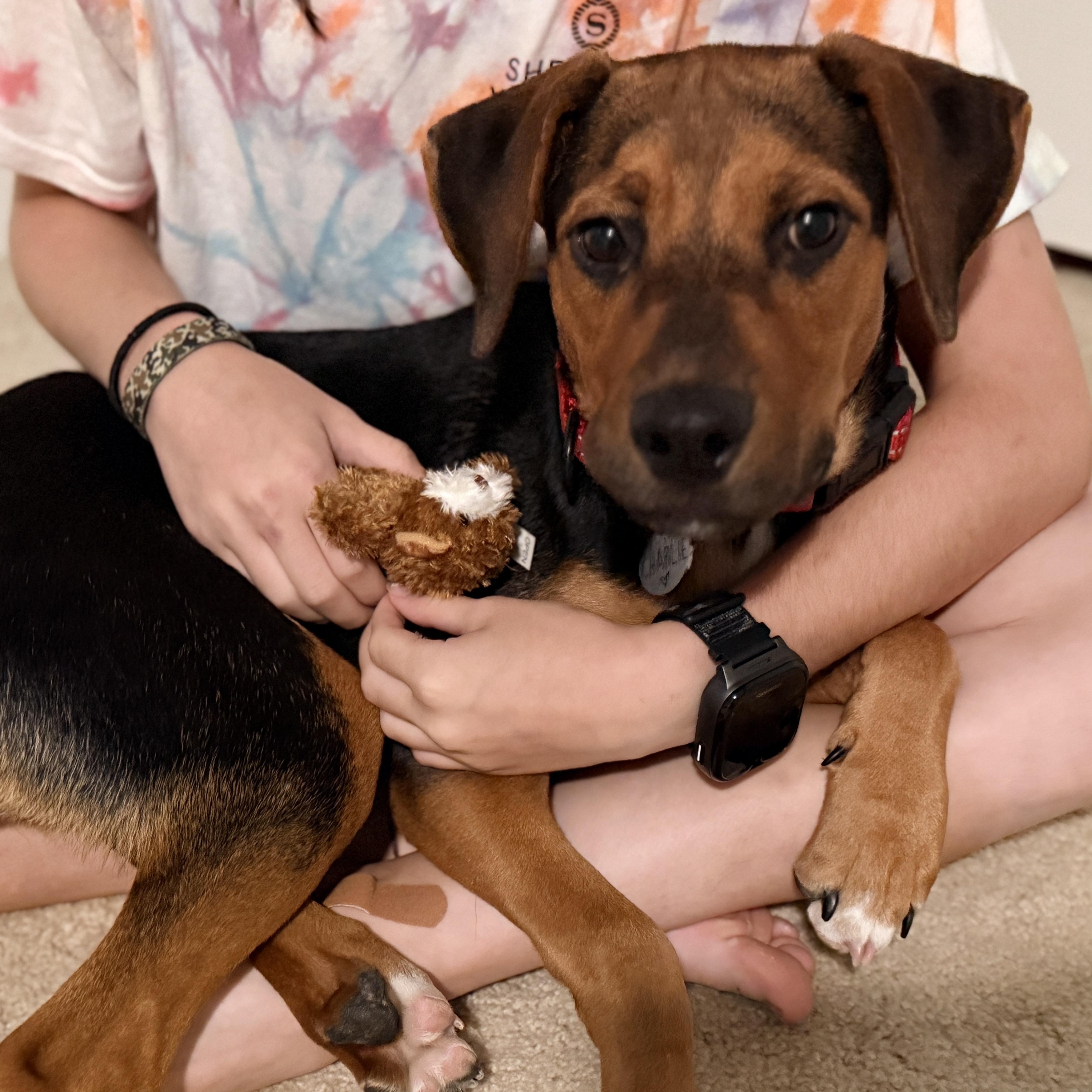 DANIELA, a ADOPTABLE mixed breed in Fuquay Varina, NC image 5/6