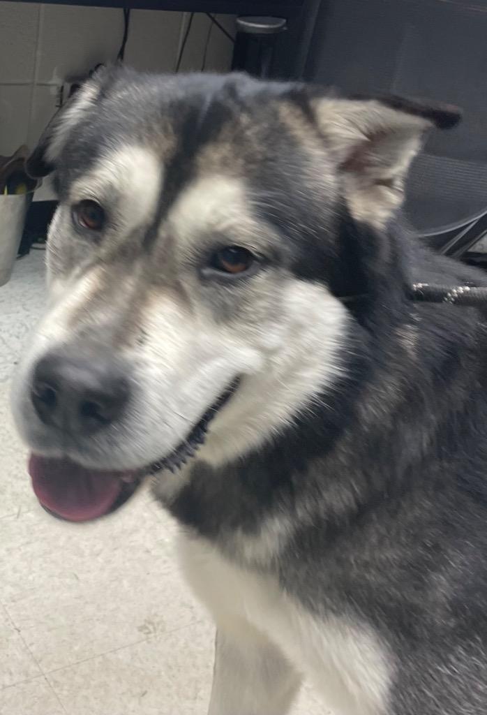 Enlarge Sulley, a Adoptable Alaskan Malamute in Rock Springs, WY image 1/2