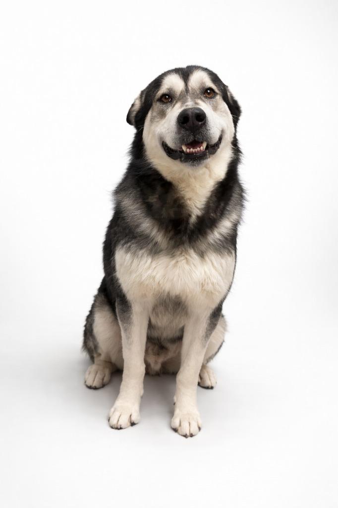 Enlarge Sulley, a Adoptable Alaskan Malamute in Rock Springs, WY image 2/2
