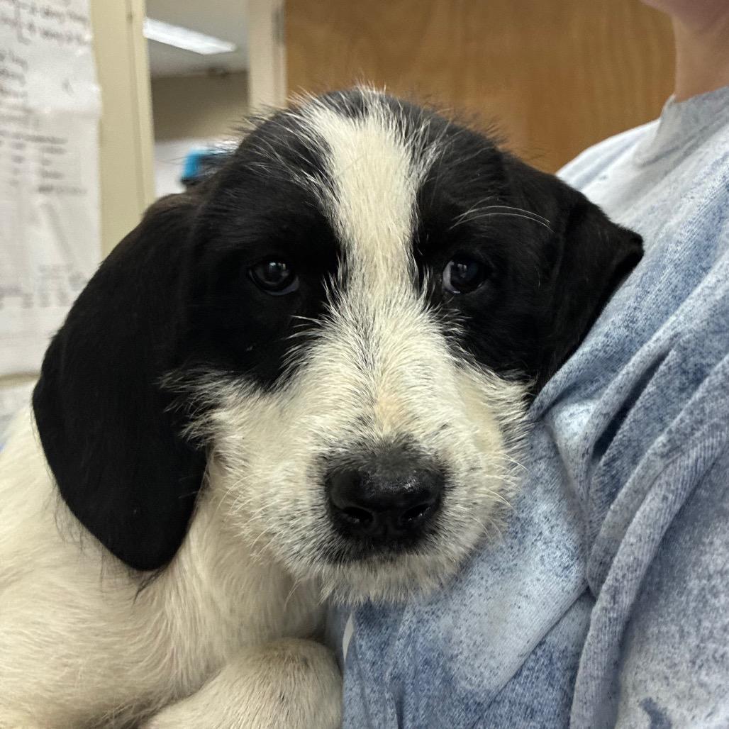 Elmyra, Adoptable, Puppy Female Coonhound & Golden Retriever.