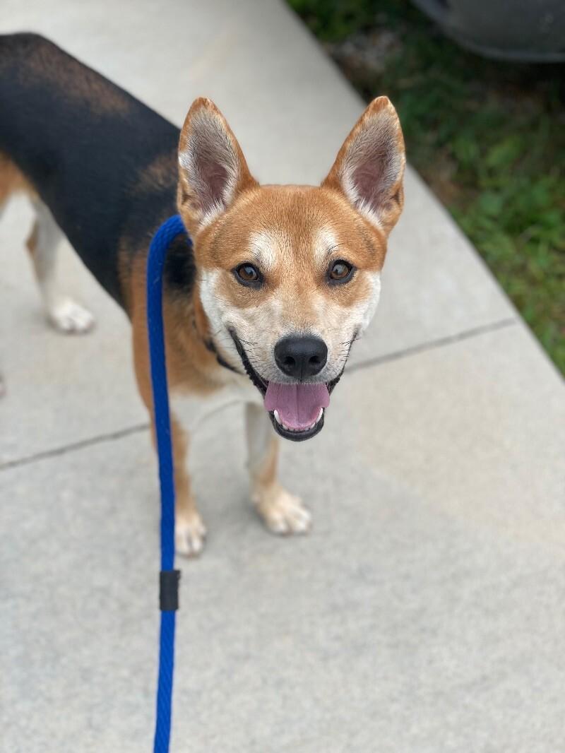 Batman, Adoptable, Adult Male Mixed Breed.