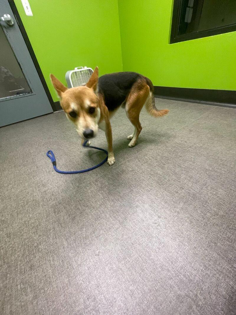 Enlarge Batman, a Adoptable mixed breed in Osseo, MI image 2/6