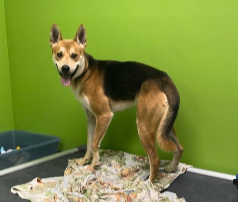 Enlarge Batman, a Adoptable mixed breed in Osseo, MI image 3/6