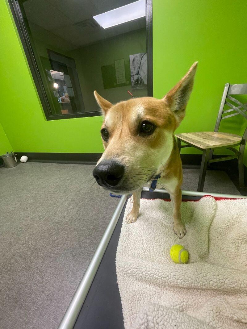 Enlarge Batman, a Adoptable mixed breed in Osseo, MI image 4/6