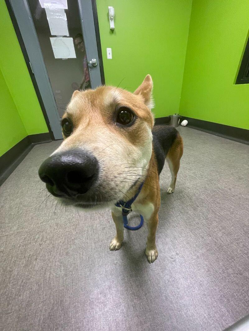 Enlarge Batman, a Adoptable mixed breed in Osseo, MI image 5/6