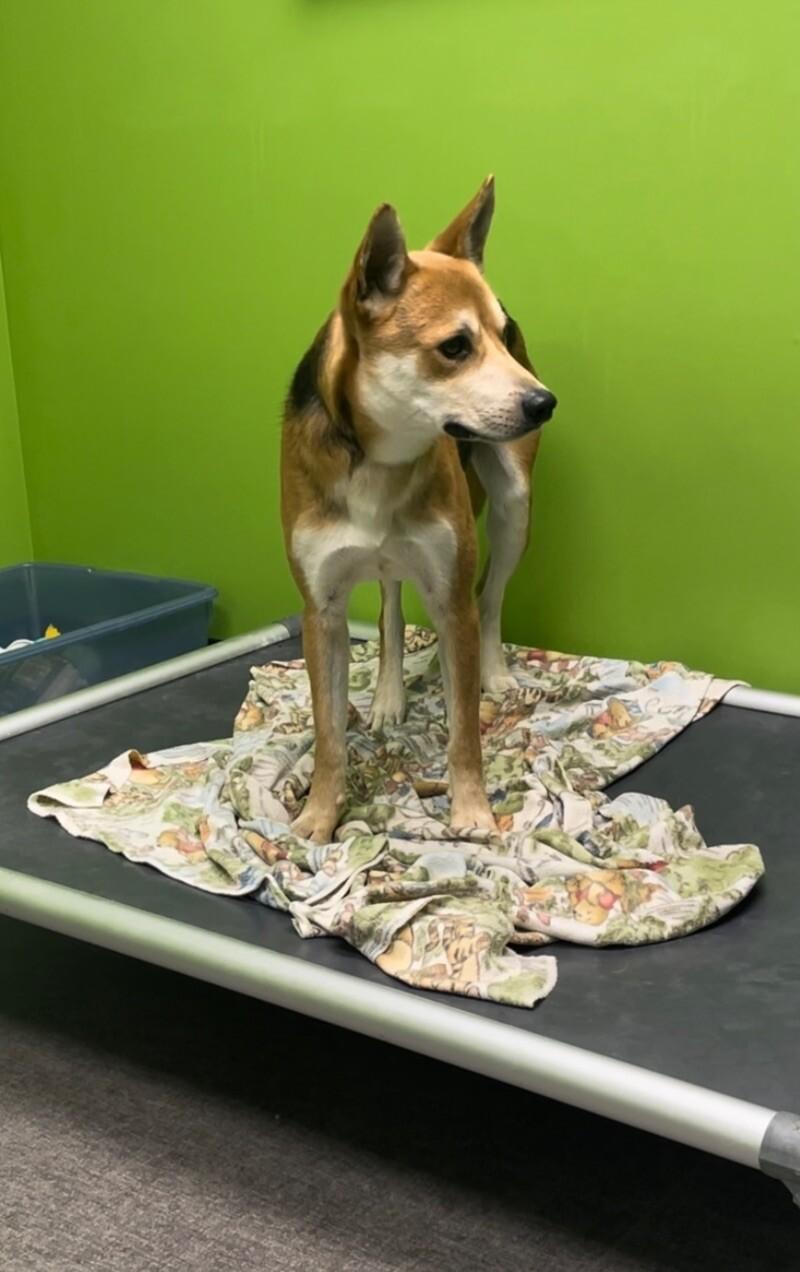 Enlarge Batman, a Adoptable mixed breed in Osseo, MI image 6/6