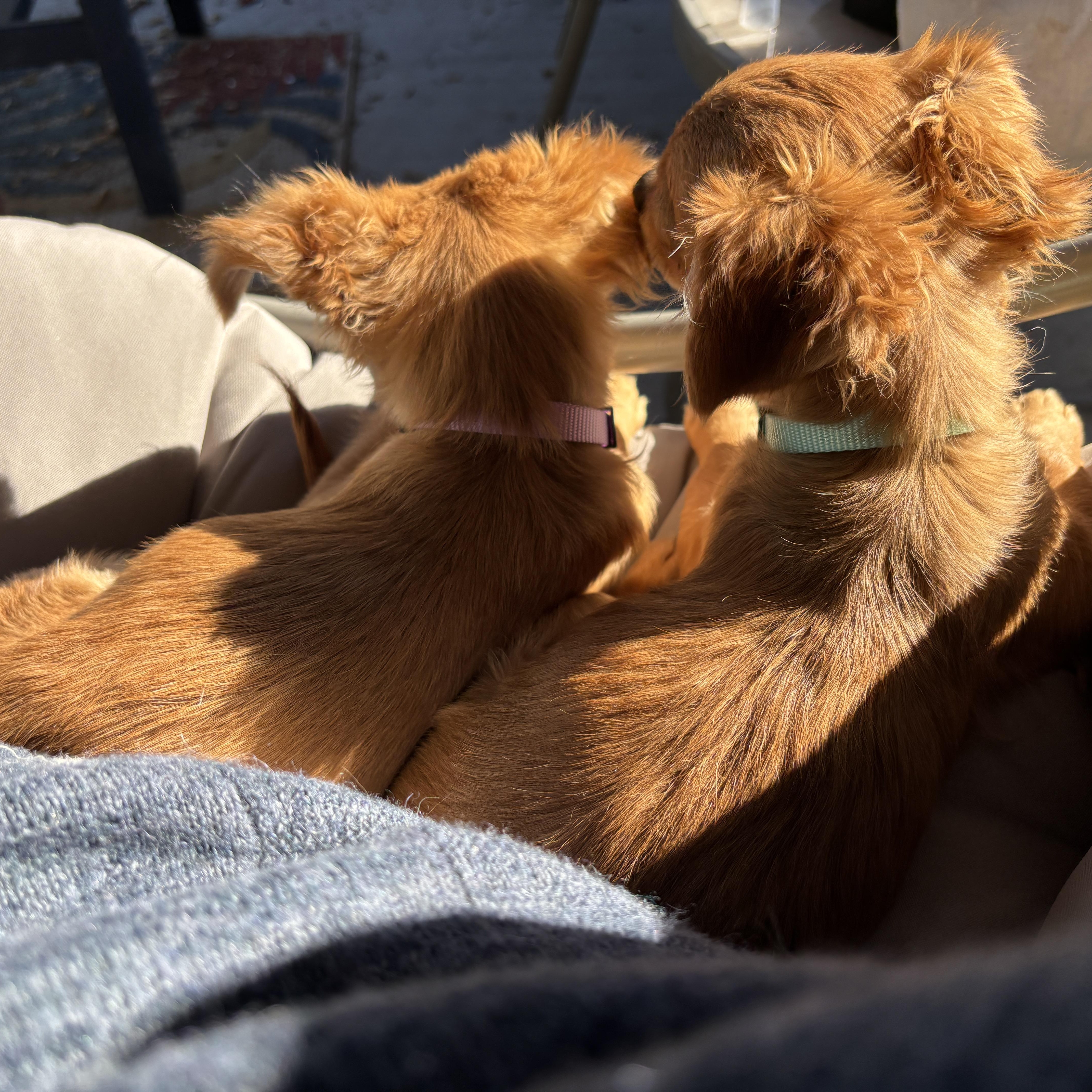 Thelma, Adopted, Puppy Female Chihuahua.