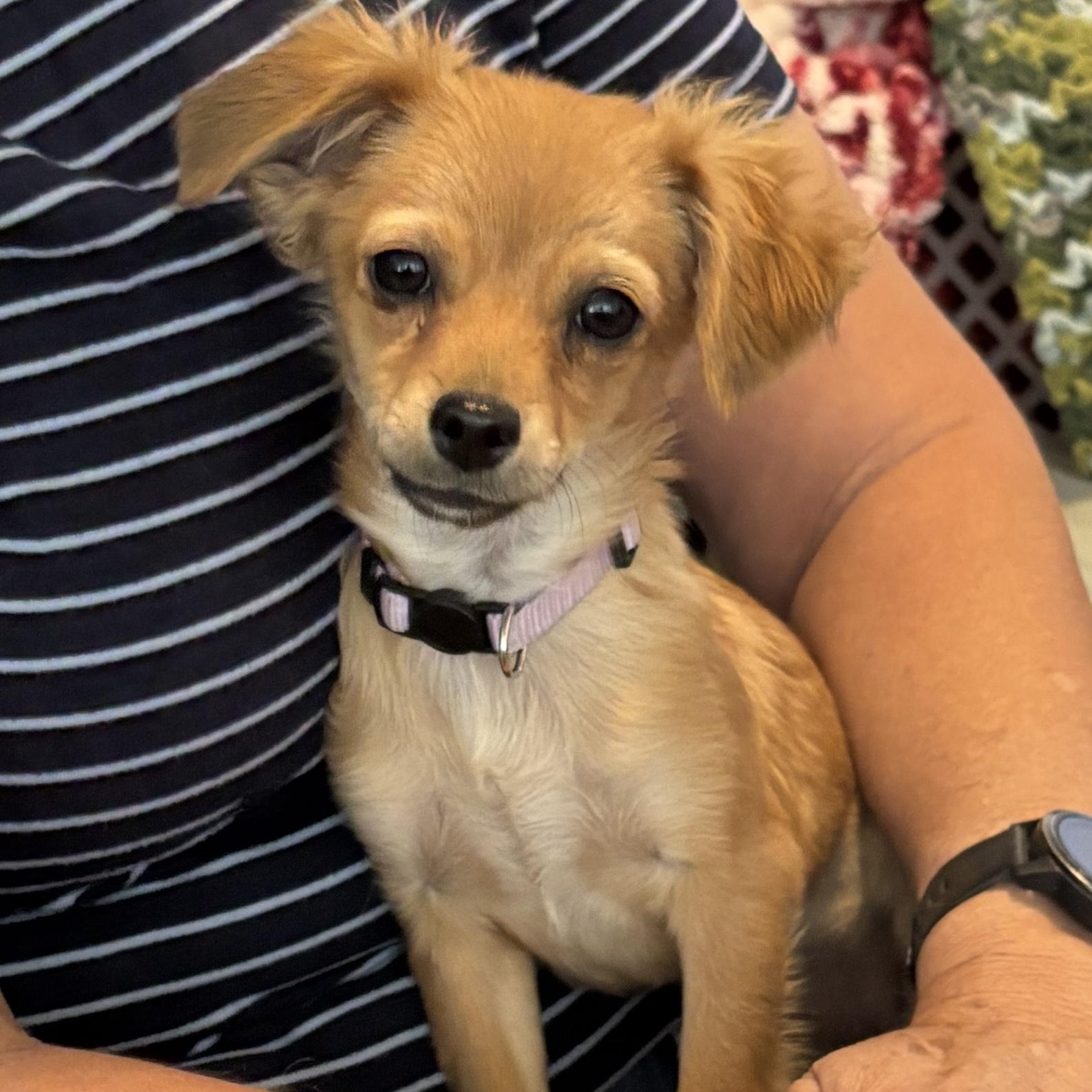 Enlarge Thelma, a Adopted mixed breed in Lancaster, CA image 5/6
