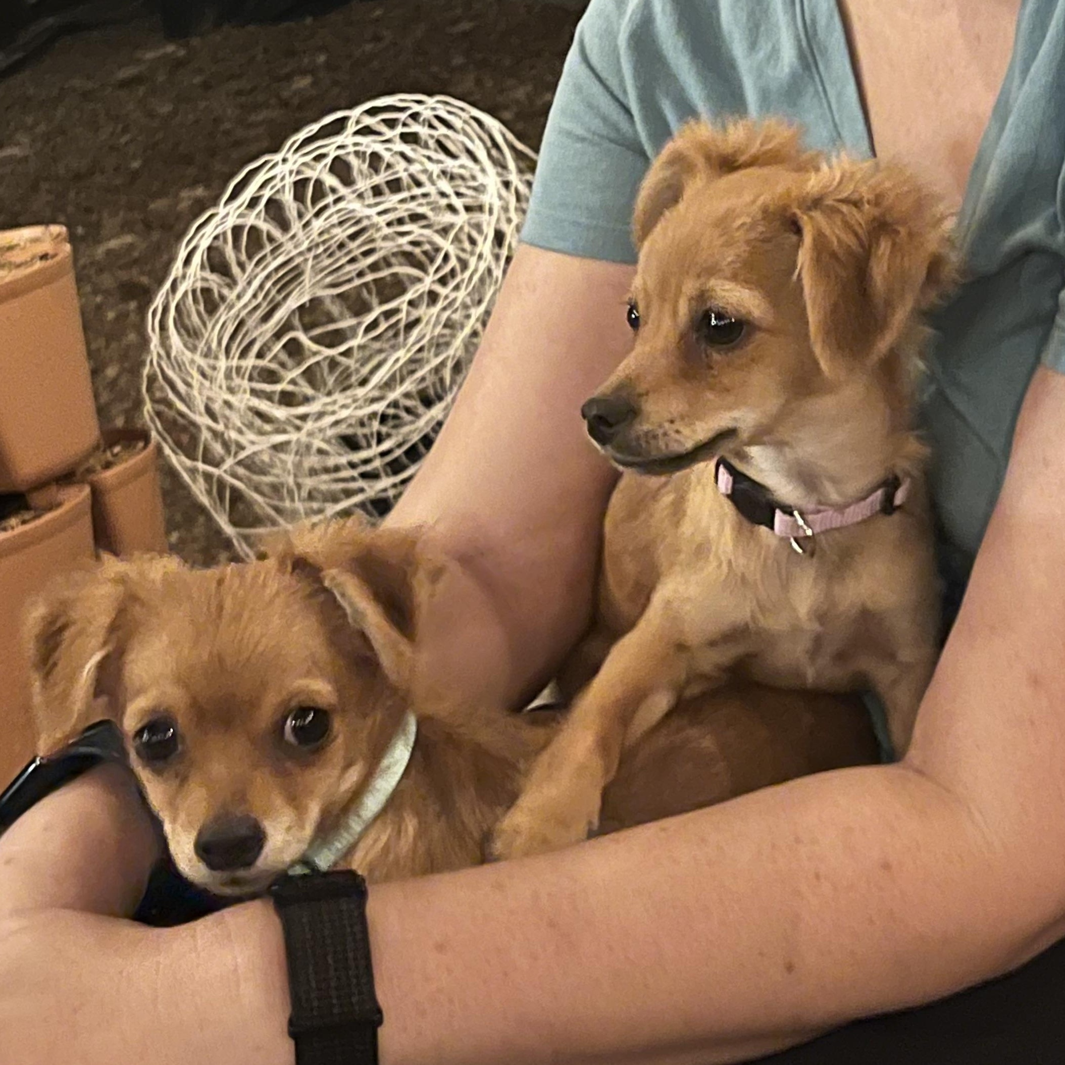 Enlarge Thelma, a Adopted mixed breed in Lancaster, CA image 2/6