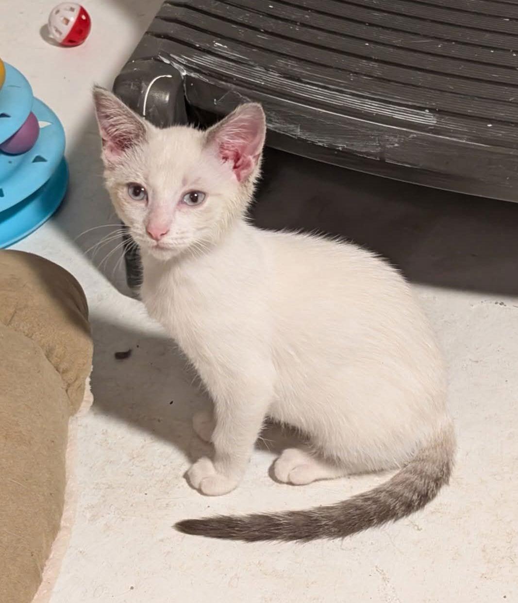 Phoenix, Adopted, Kitten Female Siamese.