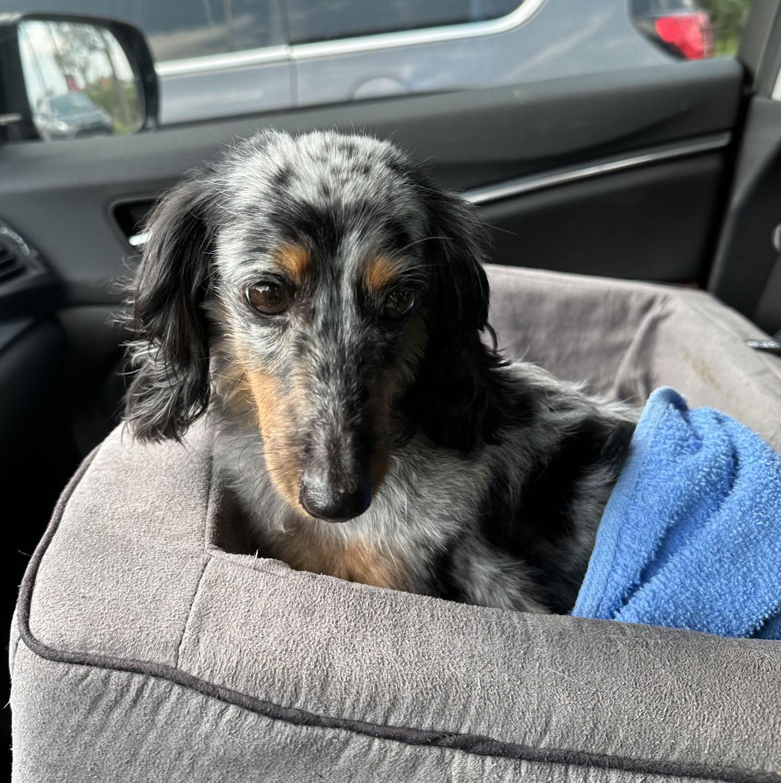 Luna, Adopted, Young Female Dachshund.