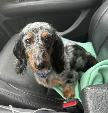 Enlarge Luna, a Adopted Dachshund in Pearland, TX image 3/3