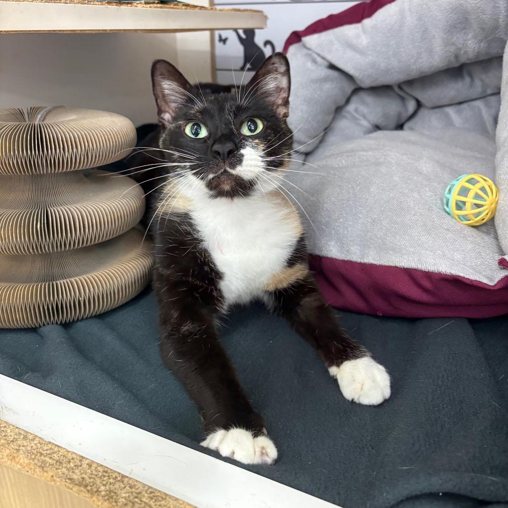 Enlarge S'mores Roy-HW, a Adoptable Domestic Short Hair in Tallahassee, FL image 1/6