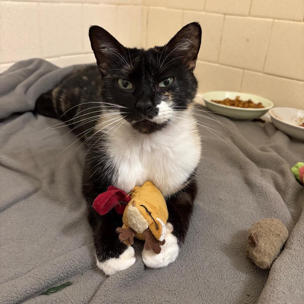 Enlarge S'mores Roy-HW, a Adoptable Domestic Short Hair in Tallahassee, FL image 2/6