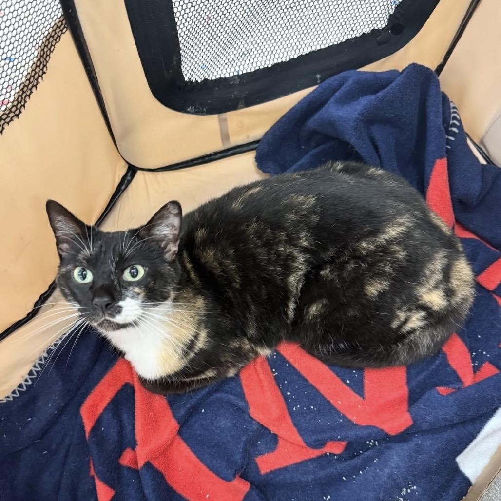 Enlarge S'mores Roy-HW, a Adoptable Domestic Short Hair in Tallahassee, FL image 3/6