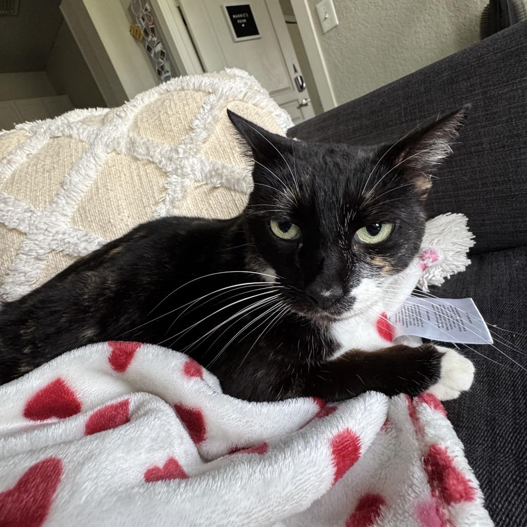 Enlarge S'mores Roy-MR, a Adoptable Domestic Short Hair in Tallahassee, FL image 1/3