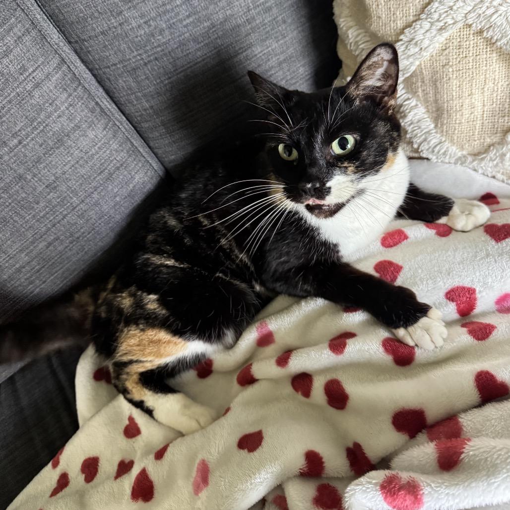 Enlarge S'mores Roy-MR, a Adoptable Domestic Short Hair in Tallahassee, FL image 2/3