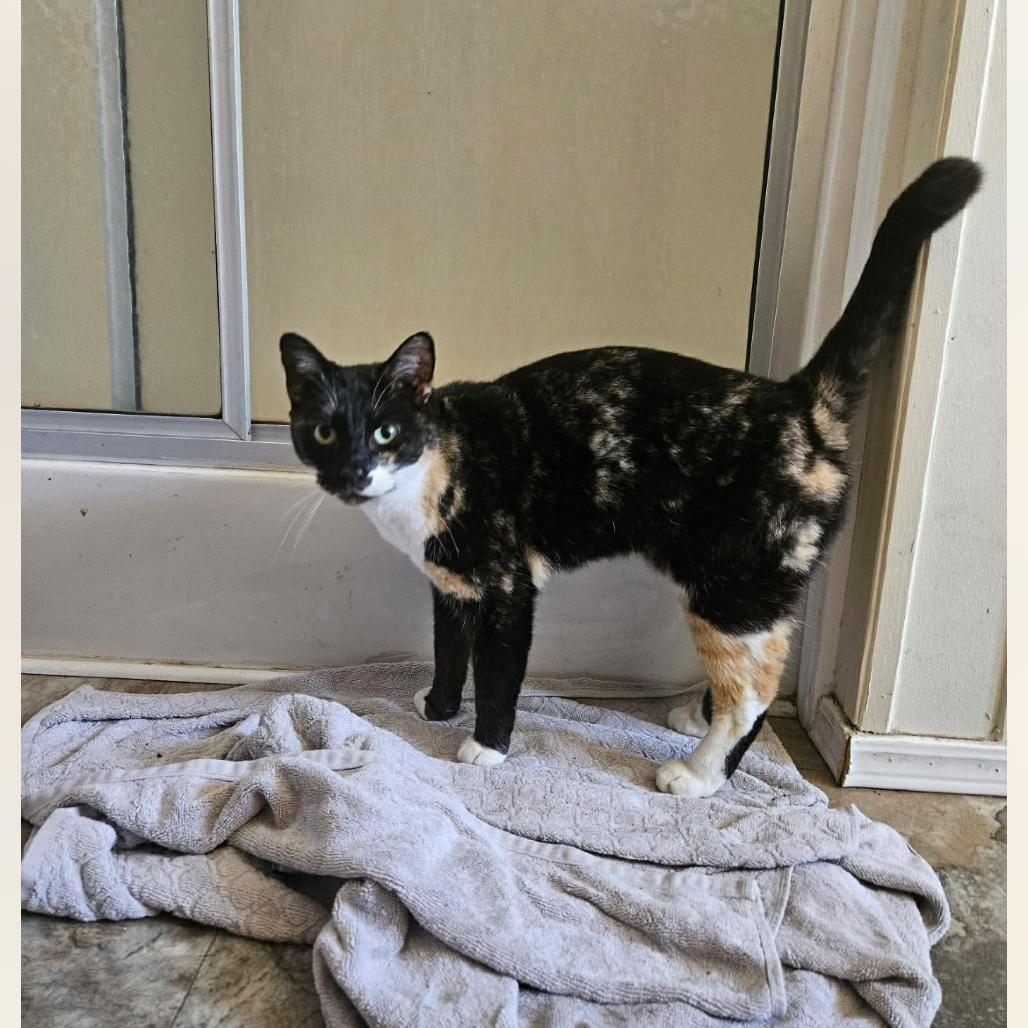 Enlarge S'mores Roy-MR, a Adoptable Domestic Short Hair in Tallahassee, FL image 3/3