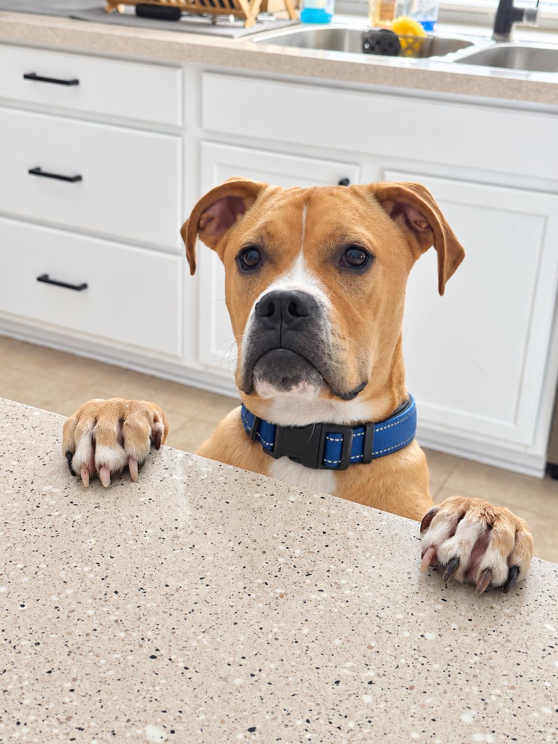 Enlarge Nolan, a Adoptable mixed breed in Minot, ND image 3/6