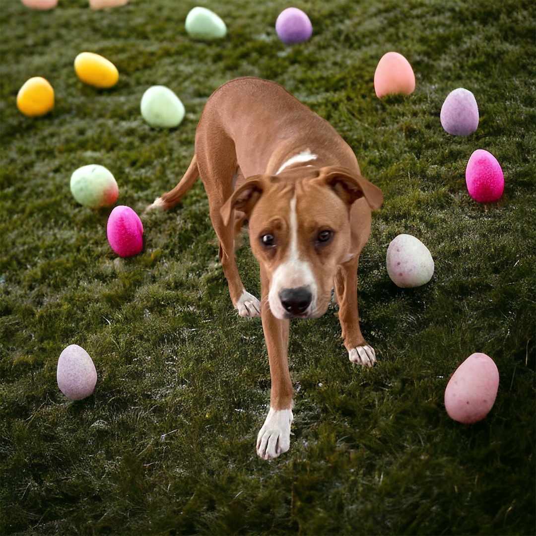 Mila, Adopted, Young Female Labrador Retriever.